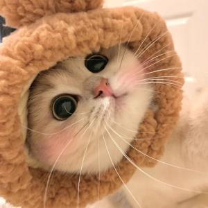 青鸟