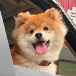 羽羽