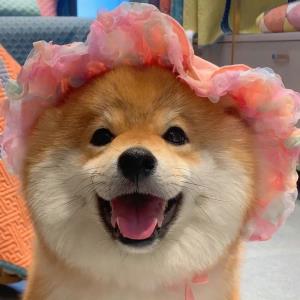 雅静