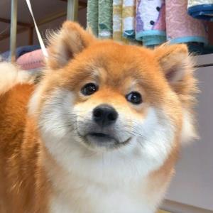 小洛