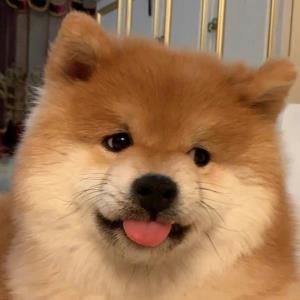 燕子
