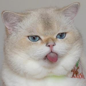 莲舟