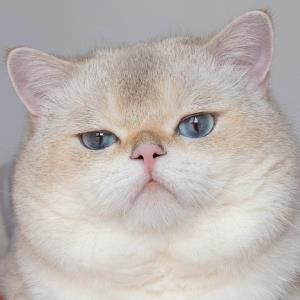 舞影