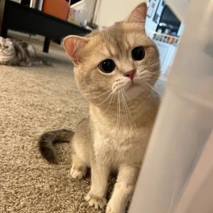 玉瑕