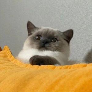 静遥