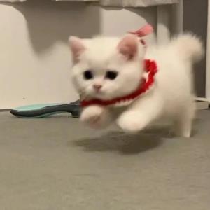 紫珂