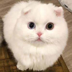 天行