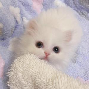 爱慕