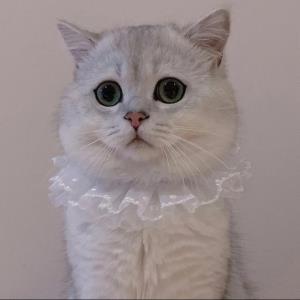 紫茵
