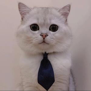 落梅
