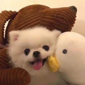 心语者
