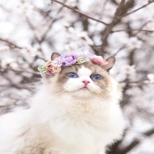 紫茉