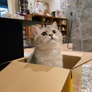 蝶舞