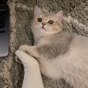 玄梦