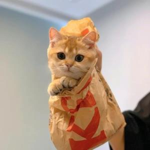 梦蝶语