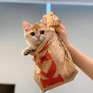 梦瑶
