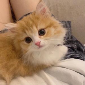 梦萍