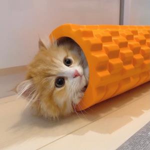 梦盼