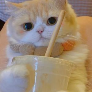 梦之缘