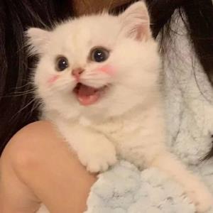 梦之婷婷