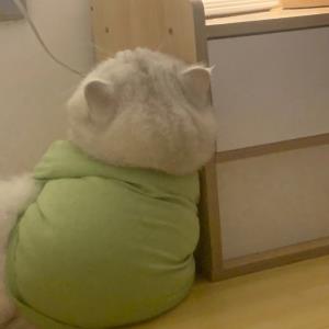 紫莹