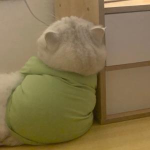 紫菁