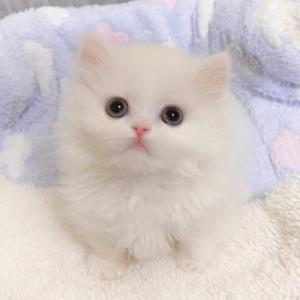 雨蕾