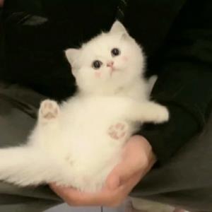 雨柔