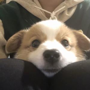 梦儿