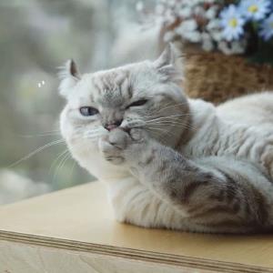 纯真可爱