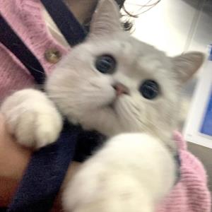 梦艳