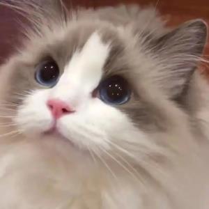 翠玉