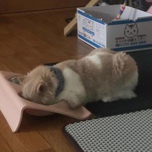 翠霞