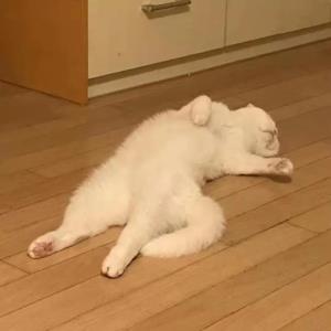 翠蝶
