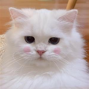 翠鸟