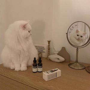 梦中花落