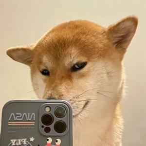 轻舞飞扬