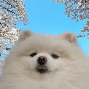炫耀幸福