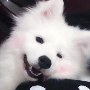 快乐小妞