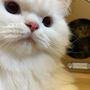 长发落寞