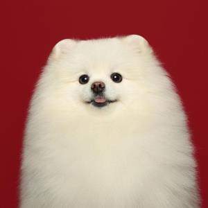 真心微笑