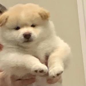 小清新的小绿