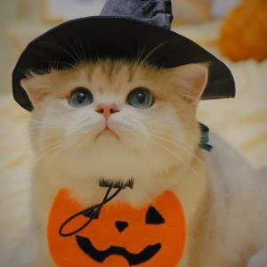 小清新的小猫