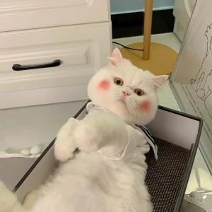 小清新的小蚯蚓