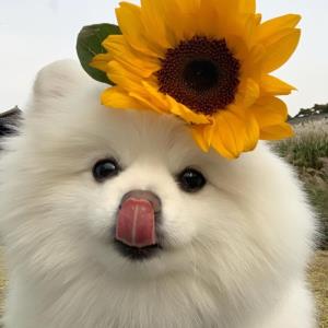 心静如水