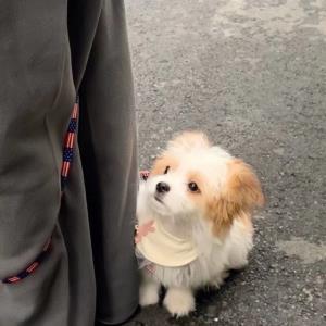 心中的小兔子