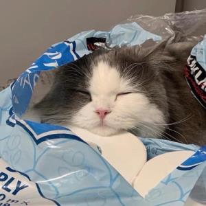 小清新的小鸡