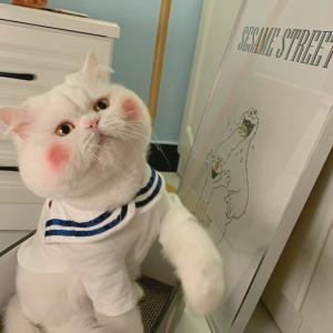 小清新的小蝴蝶