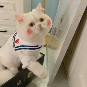 小清新的小蜜蜂