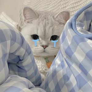 清新的小咪咪